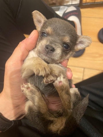 Chihuahua – chihuahua puppies