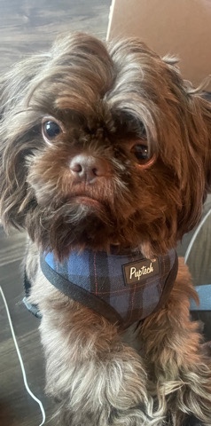 Shih Tzu – Shih Tzu