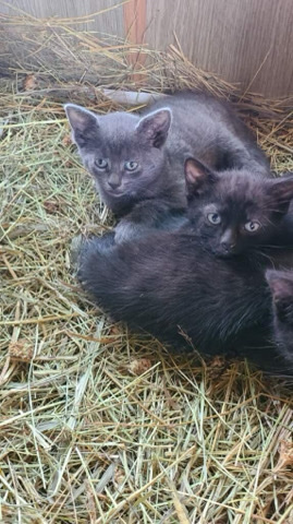6 kittens