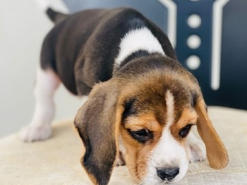 Beagle Male and Female 