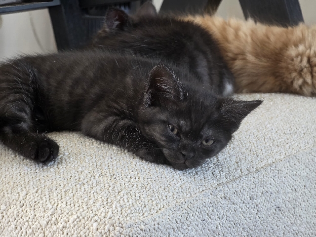 Maine Coon - ONE LEFT BSH/ Tortie x Main * Kittens for Sale available for adoption in London