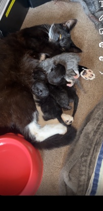 Munchkin – 5 male kittens for sale