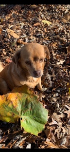 Beagle – coco needs home