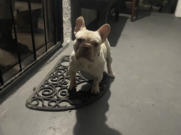 French Bulldog – One-Year-Old Male French Bulldog – Pure White – Los Angeles