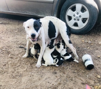 American Pit Bull Terrier – pit puppies