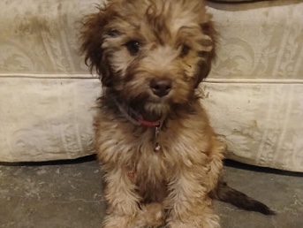 Poodle – Rare Adorable Poodle Puppy Needs A Home