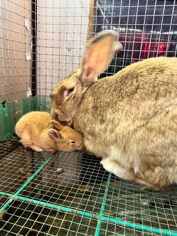 Fawn Flemish Giants bunnies full pedigree 