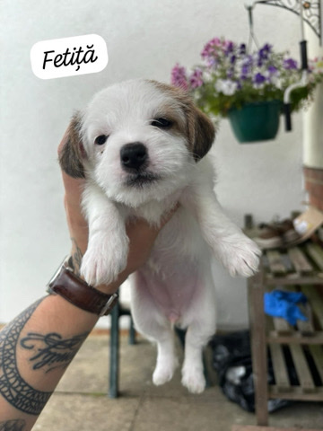 Maltese – Puppies for sale (Maltese x Jack Russel)