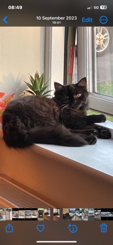 British Semi-longhair – Black Cat