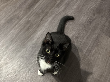 Friendly 1-Year-Old Cat Available for Adoption in Jacksonville – Jacksonville