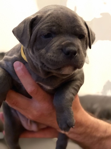 Staffordshire Bull Terrier – staffordshire bull terrier