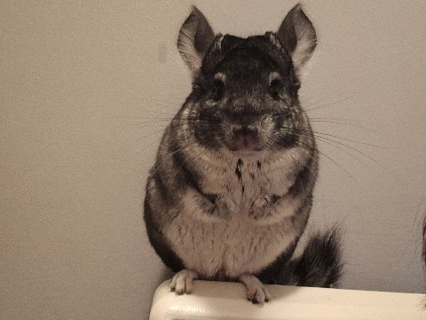 Chinchilla for sale