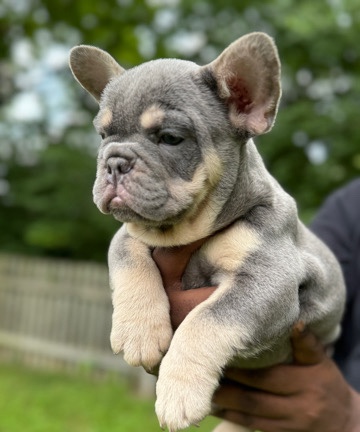 French Bulldog – lilac tan carrying fluffy & chocolate French bulldog