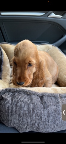 English Cocker Spaniel – Cocker Spaniel