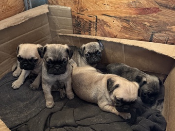 Pug – pug puppies – Riverside
