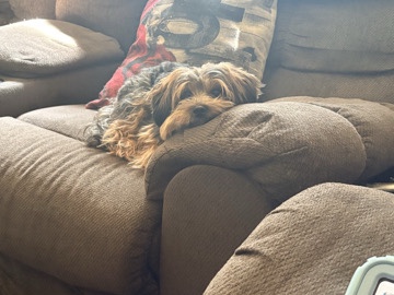 Yorkie Poo – yorkie – Westminster