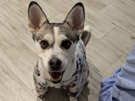 Labrador Husky - adopción Luna available for adoption in Sangonera la Seca