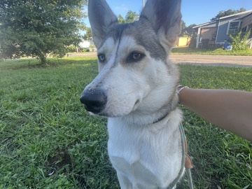 Siberian Husky – Dog in need for adoption to a loving home – Tampa