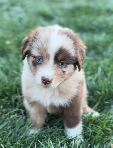 Miniature Australian Shepherd – miniature Australian shepherds