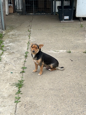 Chihuahua – puppys sale