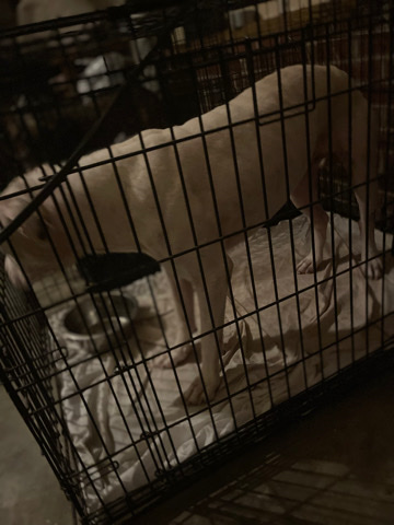 American Pit Bull Terrier – dog for sale and rehoming
