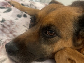 German Shepherd – Phoenix – Round Rock