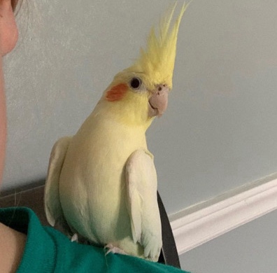 6 y/o Female Cockatiel PHILLY PA