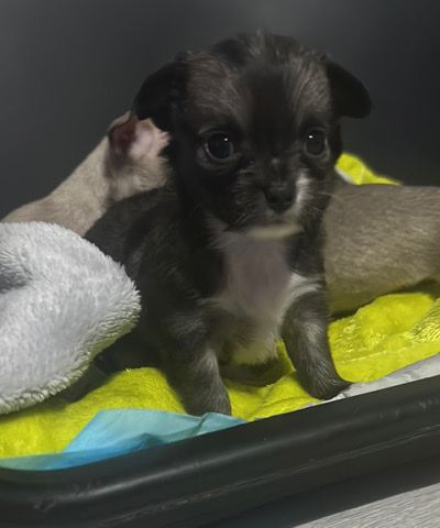 Chihuahua – chihuahua puppies