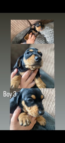 Dachshund – dashound spaniel
