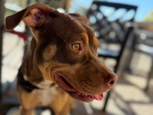 American Pit Bull Terrier – young red nose pitty for rehome – Bradenton