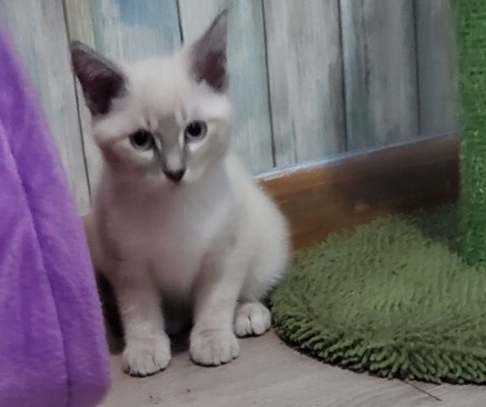 Siamese – Siamese kitten