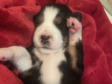 Image of Australian Shepherd