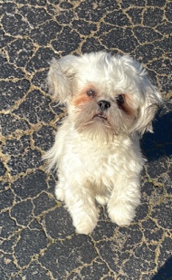 Shih Tzu – shih-tuz