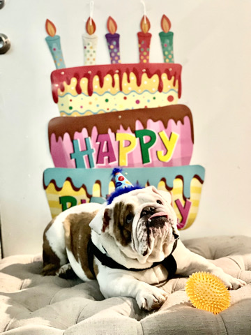Male English Bulldog