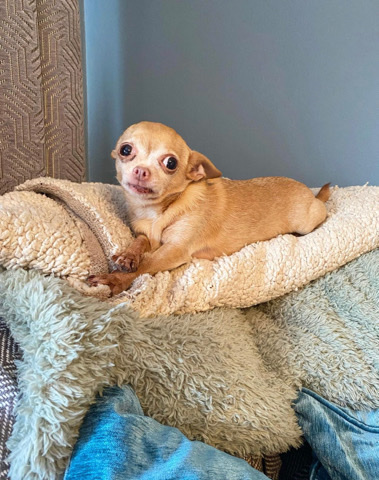 Chihuahua – Loving Dog in Need of a New Home
