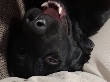 Labrador Retriever – verkaufe Hund