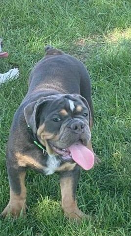 Bulldog – English Bulldog near Los Angeles NO CHEKS