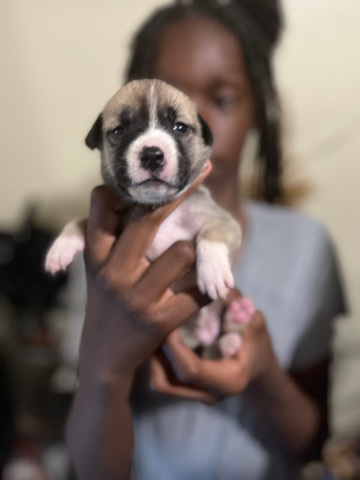 selling puppy
