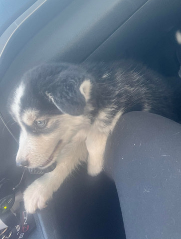 Siberian Husky – Husky mix pups