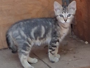 Bengal – Bengal /Maine Coon hybrid kittens – Grapeview