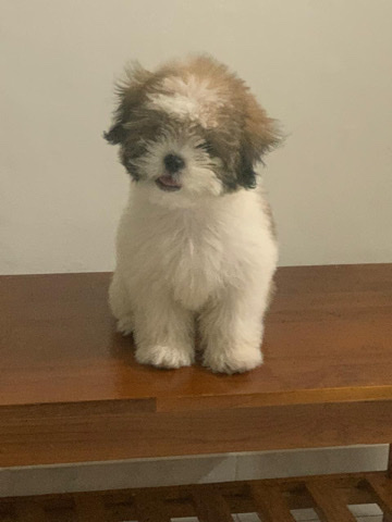 Shih Tzu – 5 month old female Shitzu puppy for sale