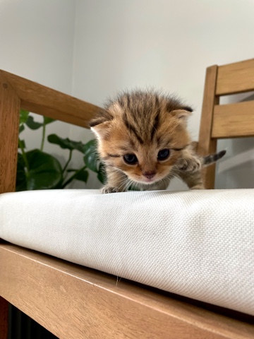 Scottish Fold – Scottish fold kittens