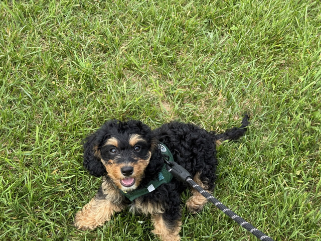 Cavapoo - cavapoo for rehoming available for adoption in Owings Mills
