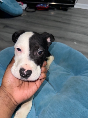 American Pit Bull Terrier – pit/husky puppies