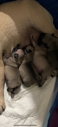 Pug – 2 male and 1 female newborn Pug Puppies