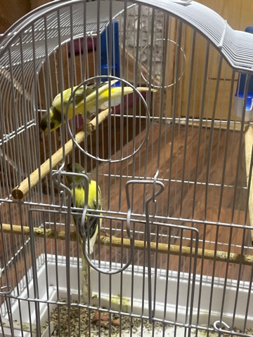 Canary birds