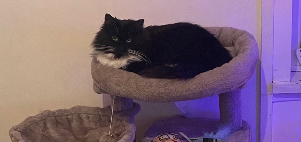 Norwegian Forest cat – 2 years old