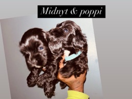 Shih Tzu – poppy & midnyte the twins – Pennsville Township