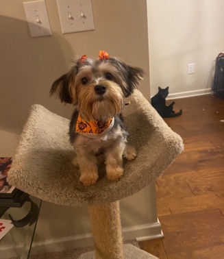 Maltese – Puppy for rehoming