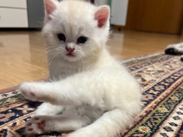 British Longhair - BKH Kitten  available for adoption in Erlinsbach SO